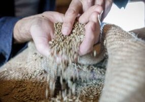 Foto graan commodities bewerkt met filter zonder logo (1)