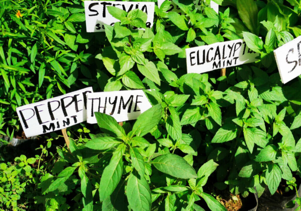 Moestuin vierkant